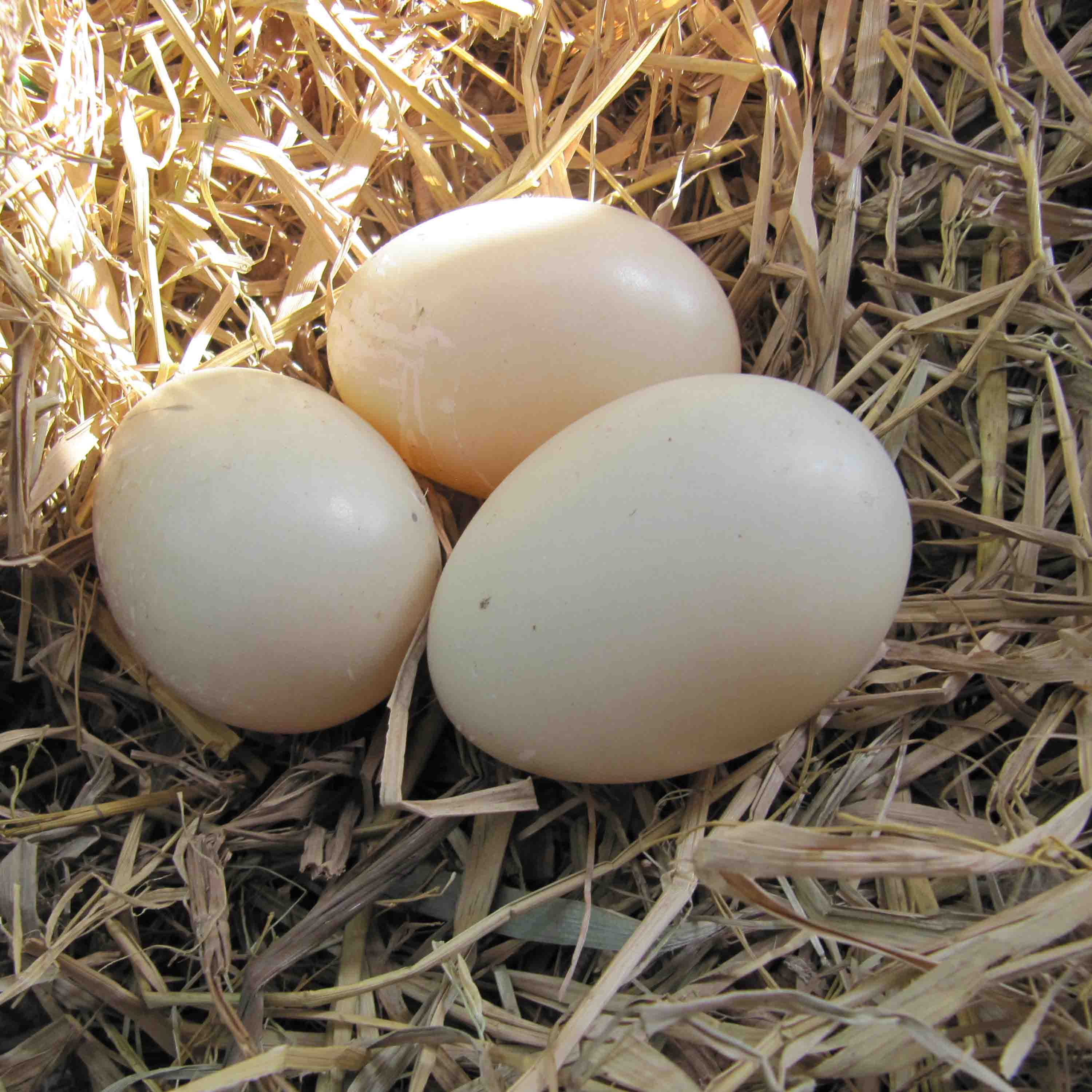 Купить яйцо мускусной. Инкубационное яйцо индоутки. Яйцо индоутки. Яйца индоутки утки. Яйцо утиное инкубационное.